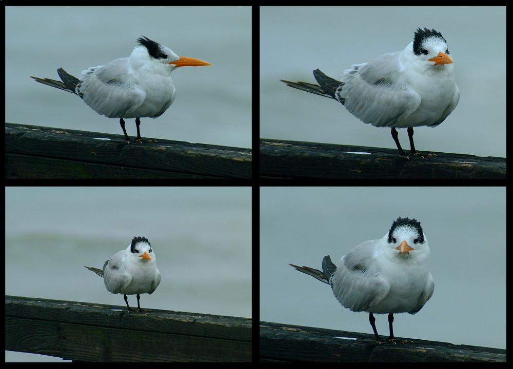(03) oyster catcher montage.jpg   (1000x720)   212 Kb                                    Click to display next picture